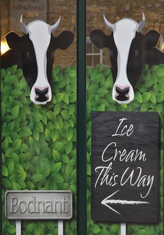 Cow sign advertising Bodnant Ice Cream