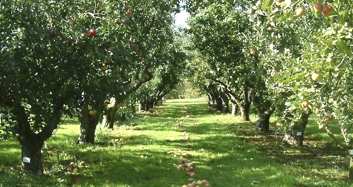 Ampleforth Abbey Cider - The Foodie Travel Guide