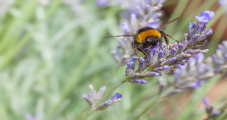 a Bumble Bee Tea on a lavender flower