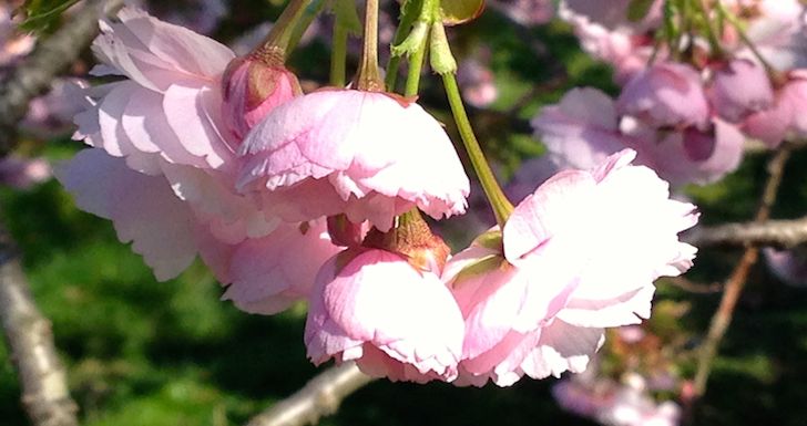 Kent Cherry Blossom