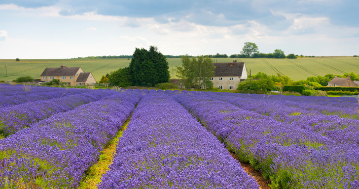 Enjoy a Floral Afternoon Tea at the Cotswold Lavender Farm