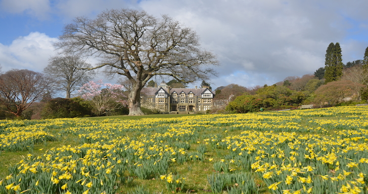 daffodils and main house at Bodnant Gardens in North wales