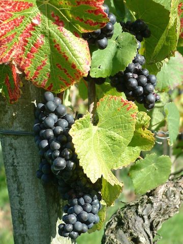 Denbies - 12