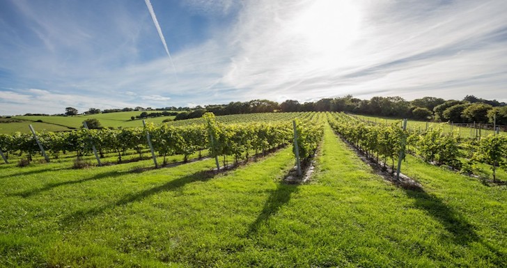 Secret Valley vineyard Somerset