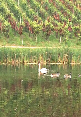 Swans and Vineyard Painshill Park