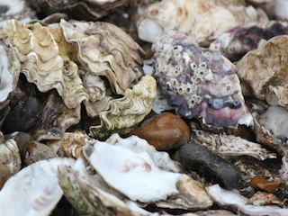 Oyster shells