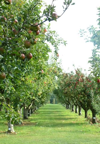 Apple Orchards at RHS Garden Wisley Surrey