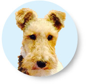 Fox terrier, Mr Hendricks expert dog friendly days out Cotswolds