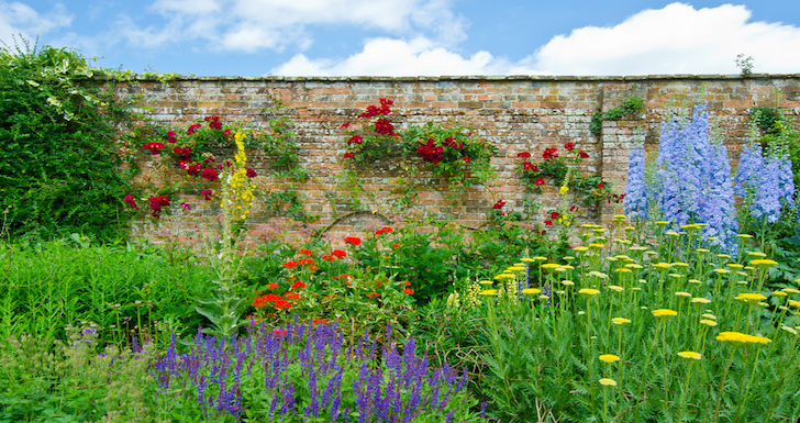 Summer Flowers Botanical Garden Oxford