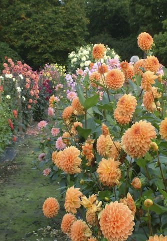 Orange dahlias in the test garden at RHS Wisley