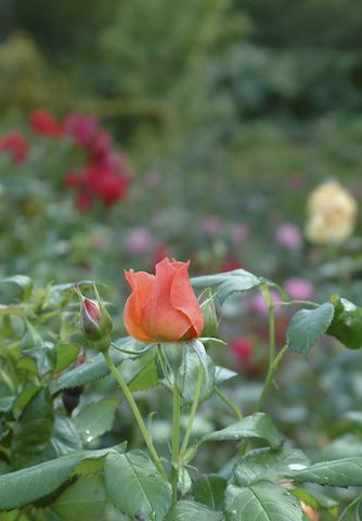 Rose Garden RHS Wisley Surrey