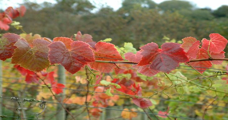 Taste Cheese & Wine on a Sharpham Vineyard Ramble