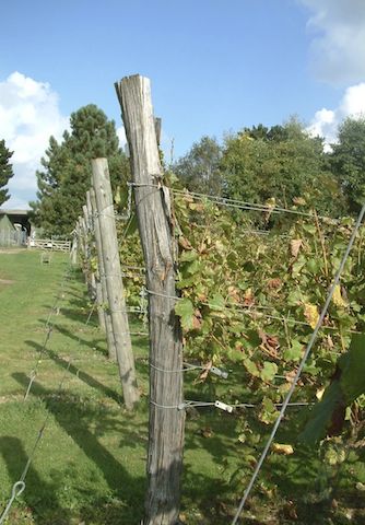 Vineyard at RHS Garden Wisley