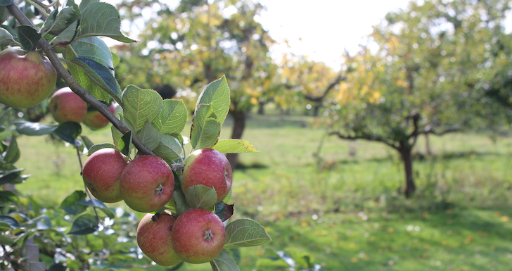 Rosy red apples in an apple orchard