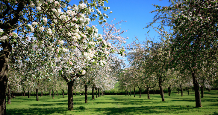 The apple orchard at the Somerset Distillery at Burrow Hill