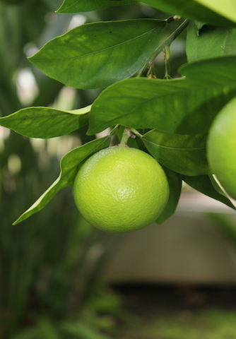 Citrus Limone growing in the garden hot houses at Chatsworth House 
