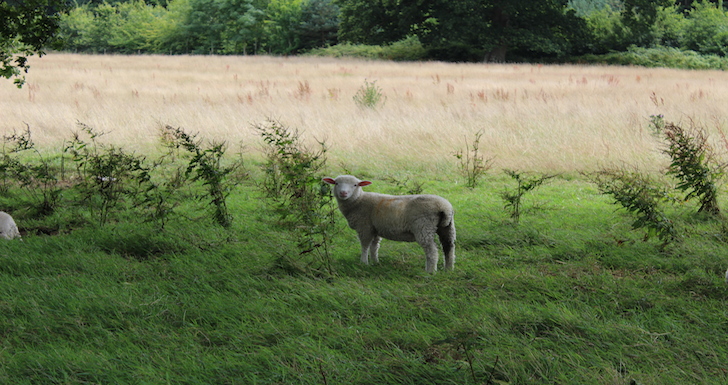 Sheep grazing in the fields at Quarr Abbey on the Isle of Wight
