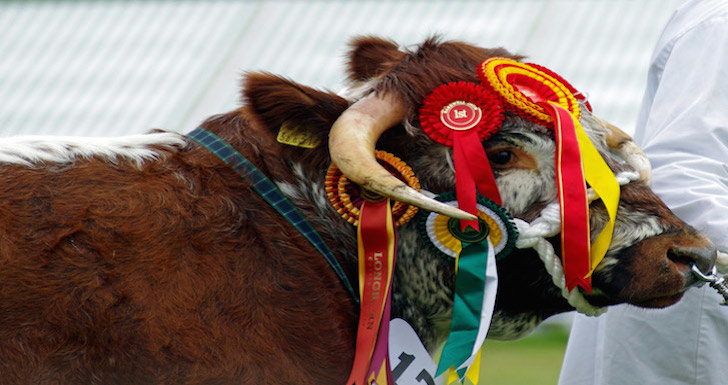 Prize-winning cow on parade at The Bakewell Show
