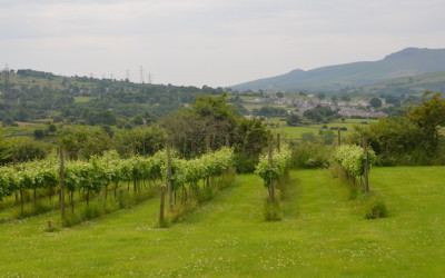 Taste Welsh Wine and Ciders at Pant Du Vineyard