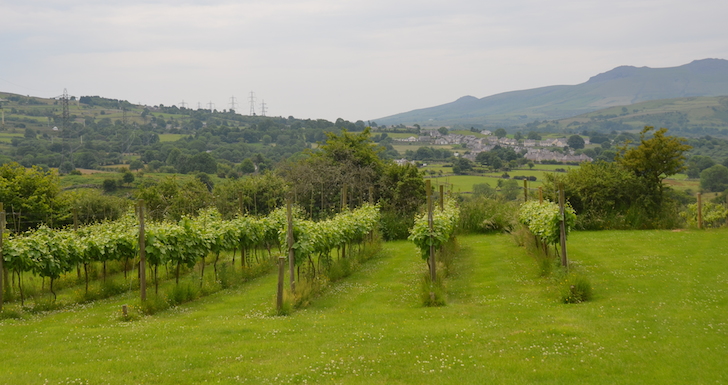 Pant Du Vineyard North Wales
