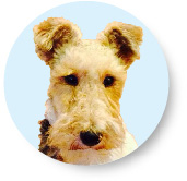 Fox terrier, Mr Hendricks, expert on dog friendly days out Isle of Wight