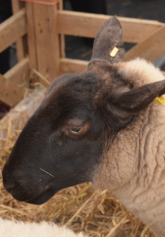 Welsh Sheep in pens at the Gwledd Conwy Feast
