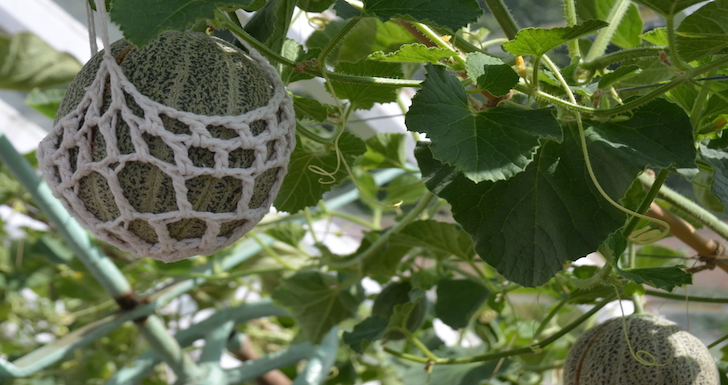 melons growing in the glass houses at Attingham Hall