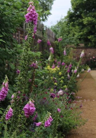 Lupins and Cottage Flowers gardens Royal Kitchens Kew Palace