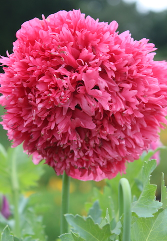 pink peony Kew Gardens