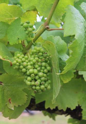 Bunch of grapes growing on vine