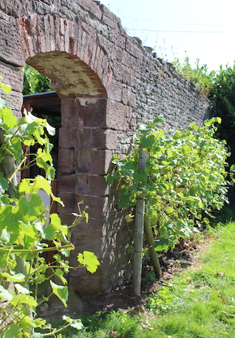 brick archway leading to vineyard