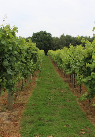 Rows of vines at Bolney Wine Estate Sussex