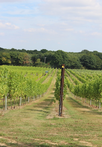 Rows of Vines Hush Heath Estate