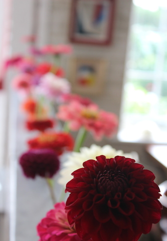 Colourful display dahlia flowers