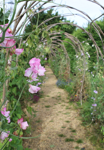 Sweet Pea arch in kitchen garden