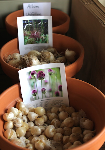 Spring bulbs for sale in terracota pots