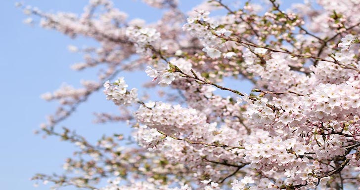 Cherry Blossom