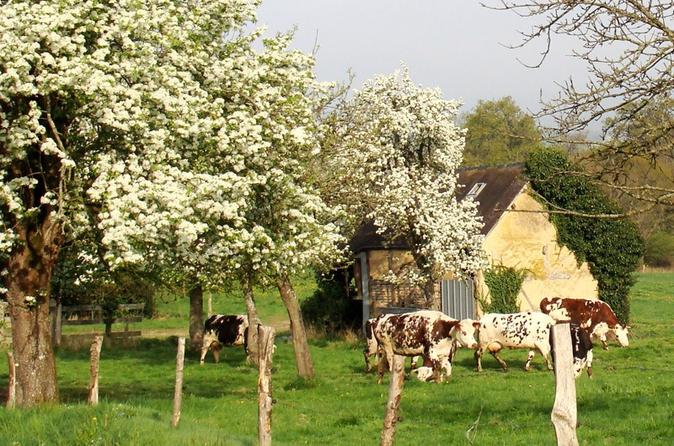 Normany cattle grazing in an apple orchard