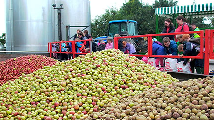 Visitors looking at apples on the Westons Cider tour
