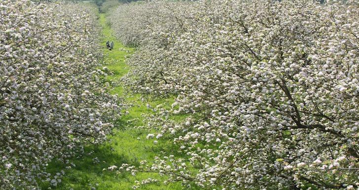 The apple orchard at the Somerset Distillery at Burrow Hill Farm