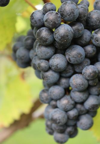 Bunch Pinot Grapes Shawsgate Vineyard Suffolk