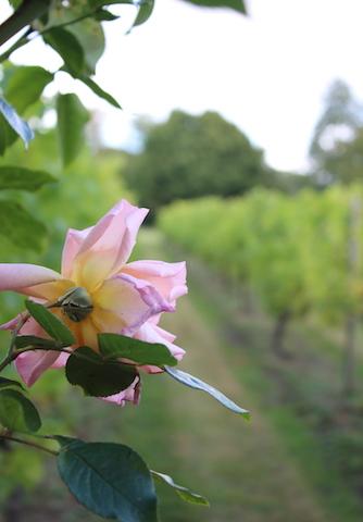 Pink roses next to the rows of vines Framlingham vineyard