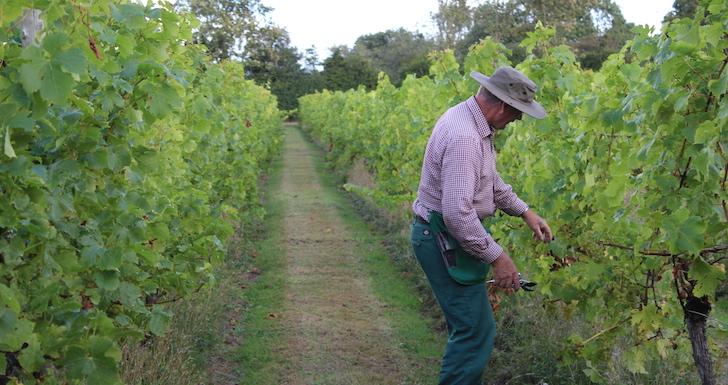 Vineyard worker and vines Shawsgate Vineyard near Framlingham Suffolk