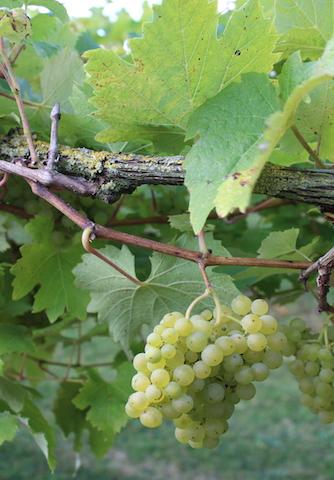 Bunch white grapes on vine shawsgate vineyard framlingham