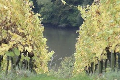 Vines and River Dart at Sharpham Wine Estate Devon